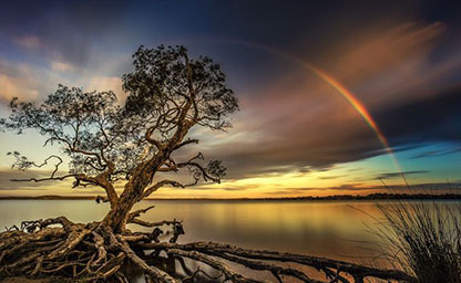 A Tree with a Rainbow