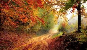 Leaves in a Forest in Fall