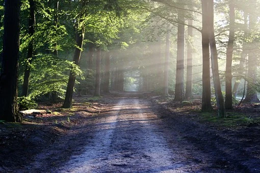 Forest Path with Light Shining Through